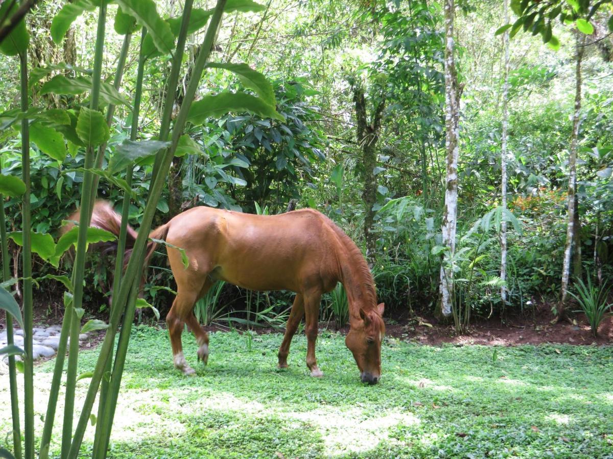 Mindo Eco Chalet Con Rio Y Cascada Kültér fotó