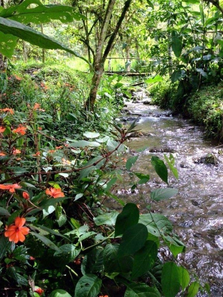 Mindo Eco Chalet Con Rio Y Cascada Kültér fotó