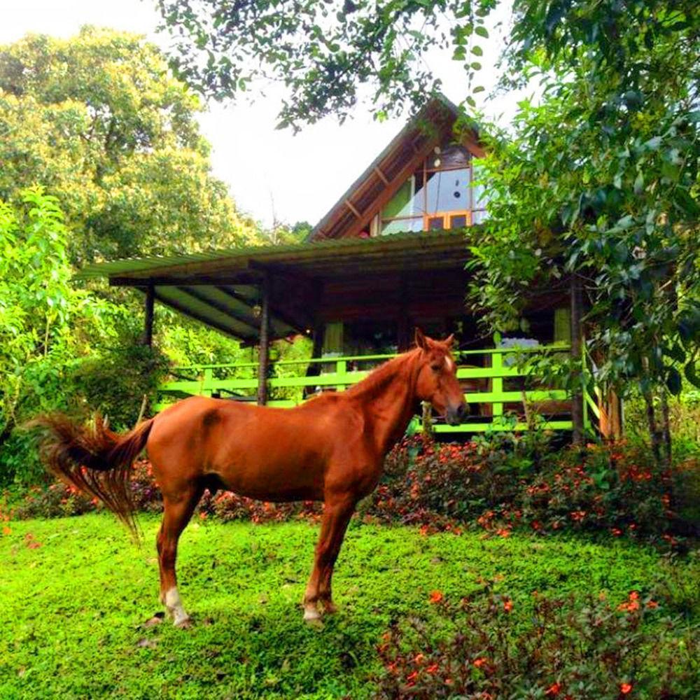 Mindo Eco Chalet Con Rio Y Cascada Kültér fotó